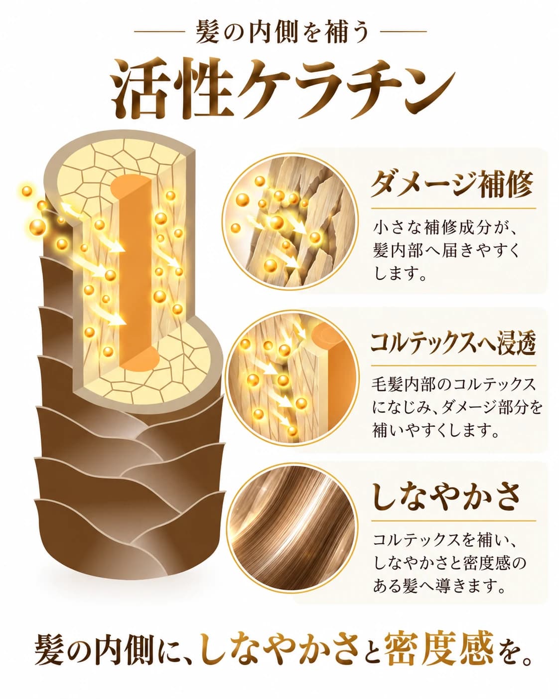 活性ケラチンがコルテックスへ浸透し、ダメージ部分を補修する仕組みの図解