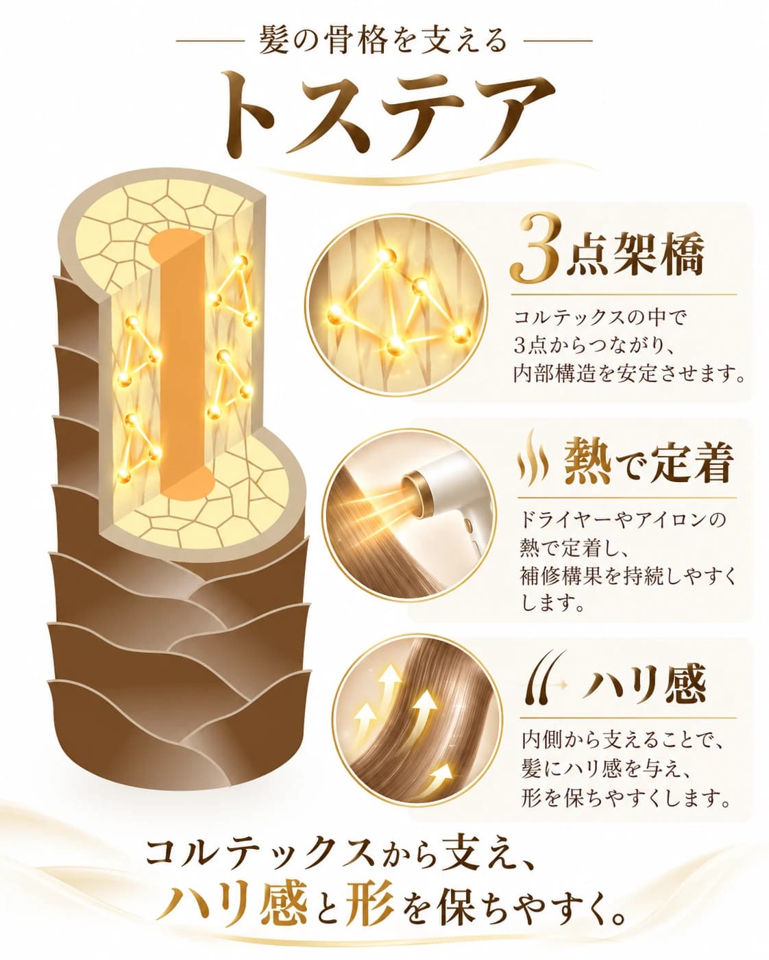 トステアがコルテックスで3点架橋をつくり、熱で定着して髪にハリ感を与える仕組みの図解
